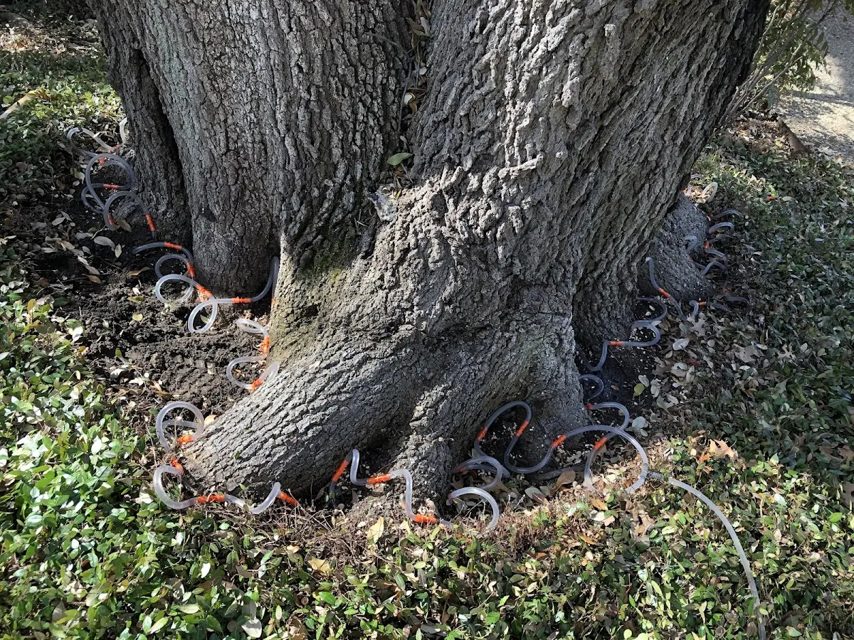 Detailed Tree Cabling and Bracing job site in Rampart