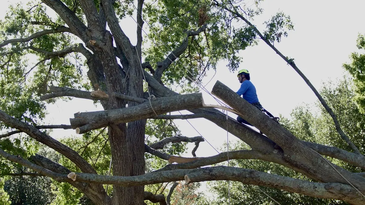 Professional Crown Thinning performed by certified arborists in Rampart