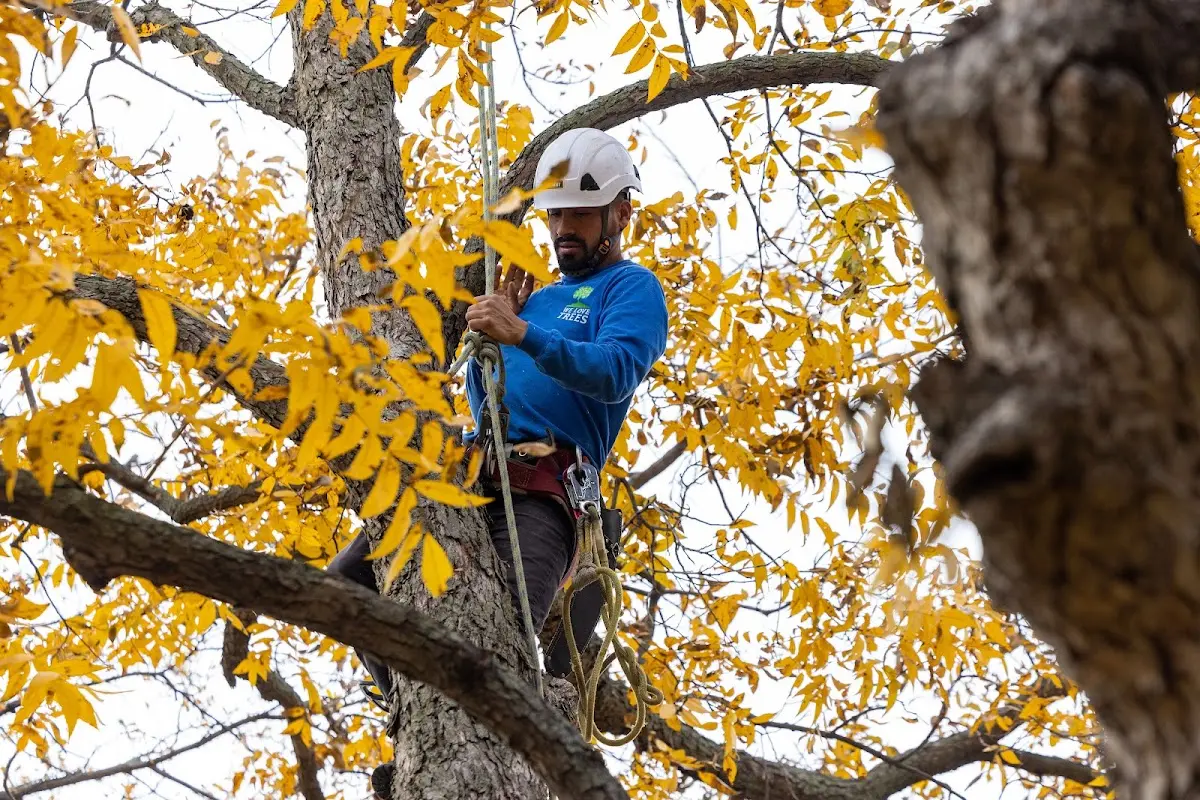 Skilled Tree Trimming crew working in Rampart