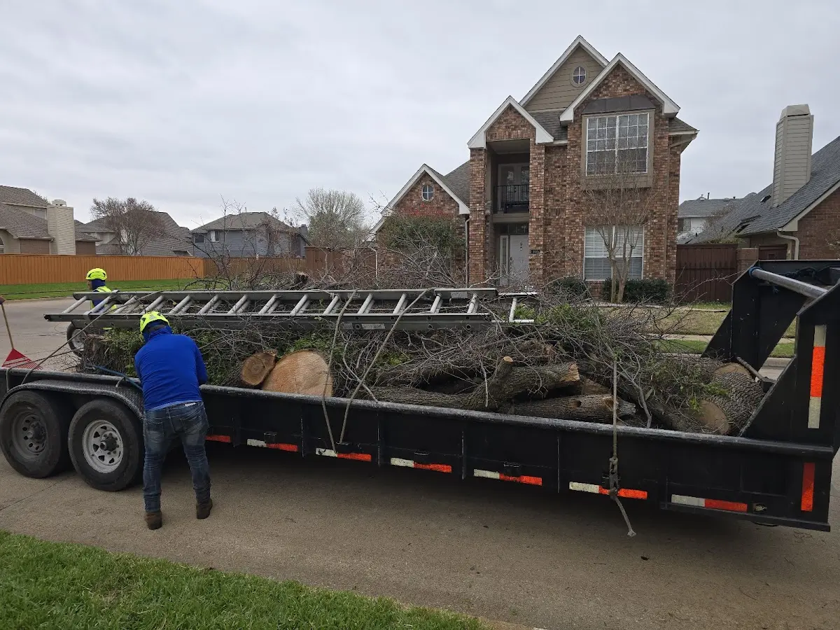 Expert Tree Pest Control with proper safety equipment in Rampart